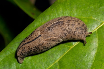 MOLLUSC, SLUG. Slug on leaf. Note stalked eyes. Photographed at night in Agumbe, Karnataka, INDIA..