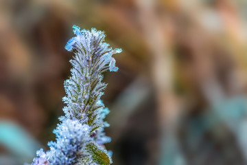 Foliage in hoarfrost on a sunny morning. Hoarfrost in winter. Frosty patterns.
