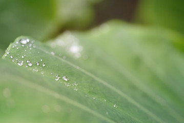 Close up of water droplets on green leaf with sunlight . Beautiful nature background, copy space