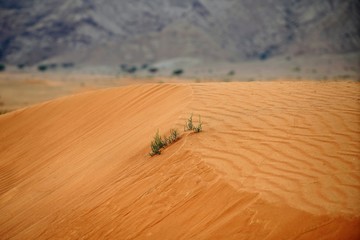 sand dunes in UAE desert