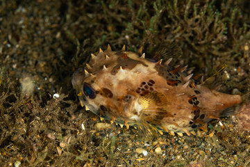 The surprising underwater world of the Indian and Pacifical Oceans