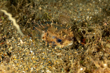 The surprising underwater world of the Indian and Pacifical Oceans