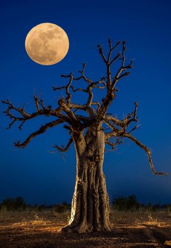 Baobab d&eacute;sert sahel Burkina lune