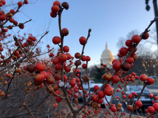 christmas on capitol hill festive