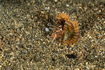 The surprising underwater world of the Indian and Pacifical Oceans