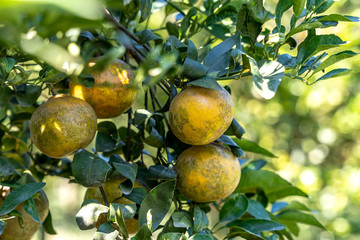 Ripe and fresh oranges hanging on branch , orange tree in orchard