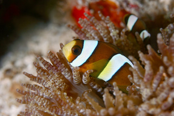 Fototapeta na wymiar Clark's anemonefish (Amphiprion clarkii) on Mataking house reef divesite, Mataking Island, Malaysia