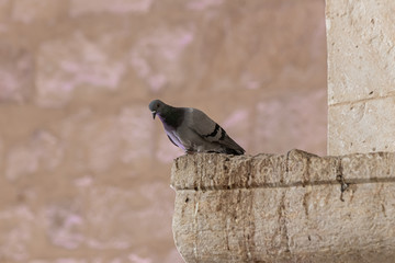 A dove  sits on a cornice of a column of a mosque of the Muslim part of the tomb of the grave of the prophet Samuel on Mount of Joy near Jerusalem in Israel