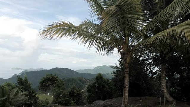 Palm tree leaves waving In the Oceanic breeze in Trinidad & Tobago