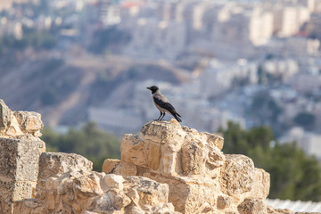Crow  sitting on archaeological excavations of the crusader fortress located on the site of the tomb of the prophet Samuel on Mount Joy near Jerusalem in Israel