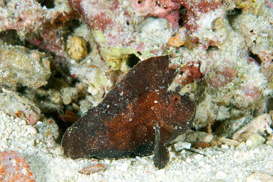 A Reddish Brown Leaf Scorpion Fish Mataking, Malaysia. indo pacific marine,  underwater world