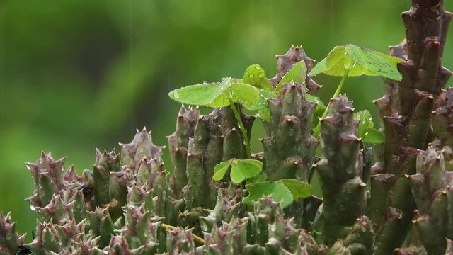 wet succulent with soft rain drops falling in the green bokeh background of this plant on a rainy day.