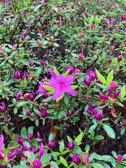 purple flowers in the garden