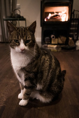 getigerte Katze sitzt vor Ofen im Wohnzimmer