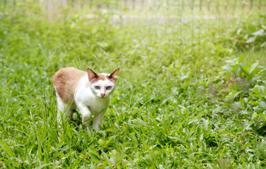 Cute siamese cat walking in green grass in the backyard