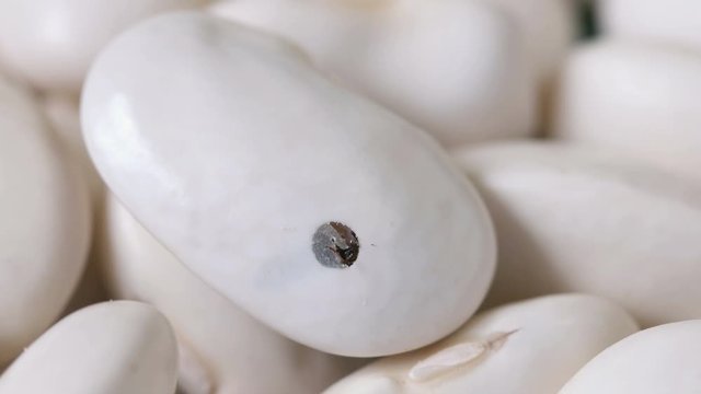 bug tries to climbs out of white beans.