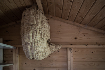 verlassenenes Hornissen Nest im Giebel einer Hütte aus Holz