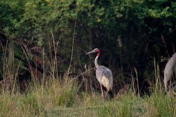 Obraz premium Sandhill Cranes