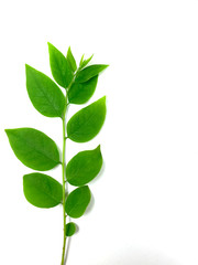 branch with green leaves isolated on white background