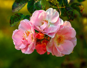The Rose. Flower. Bud close up. Soft focus. Nature.