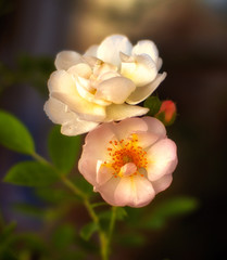 The Rose. Flower. Bud close up. Soft focus. Nature.