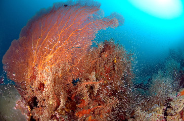 Fototapeta na wymiar Giant seafan and clear underwater world , Similan island, North Andaman, Thailand