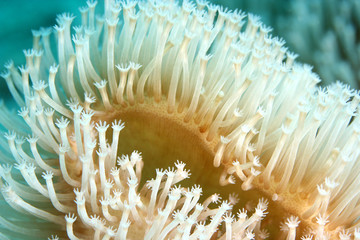 Closed up to the polyp softcoral, Sacophyton in the deep blue sea, Pacific Ocean