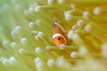 Clown anemone fish peeking from anemone Host. copy space