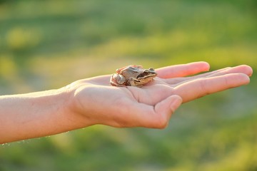 Close-up of little green frog sitting on girl hand