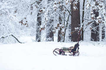 sled in the winter forest