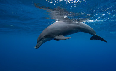 dolphin underwater photography