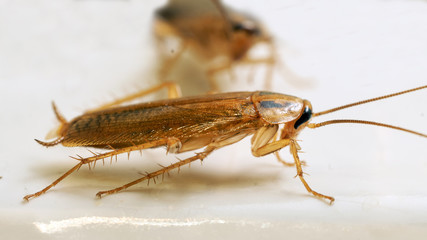 Macro photo of an adult red cockroach alive on white surface. Disgusting domestic insects
