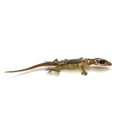 Dead Gecko Lizard on white background