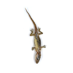 Dead Gecko Lizard on white background