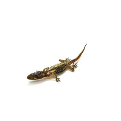 Dead Gecko Lizard on white background