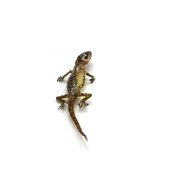 Dead Gecko Lizard on white background