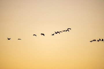 Obraz premium cranes flying over sky at sunrise