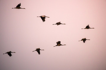 cranes flying over sky at sunrise