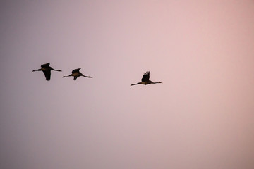 cranes flying over sky at sunrise