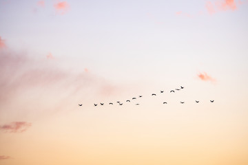 cranes flying over sky at sunrise