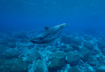 dolphins underwater photography