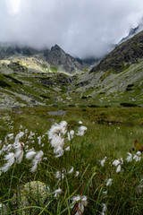 Eriophorum latifolium plant growing in a valley in the mountains in a wetland by the stream. Natural scenery in the summer.