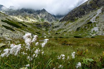 Fototapeta na wymiar Eriophorum latifolium a plant growing in a valley in a wetland by a stream. Natural habitat of the species in the mountains. Landscape in a summer layout.