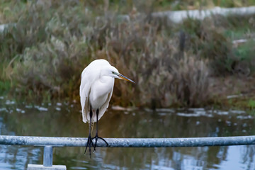 great white heron perched above a pond on a pole