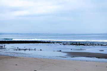 early morning low tide tidal pools and birds