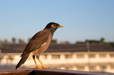 Common Myna bird, Thailand