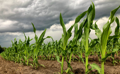 View of rows of green corn stalks in field ready for harvest with storm clouds in the background in summer. 
