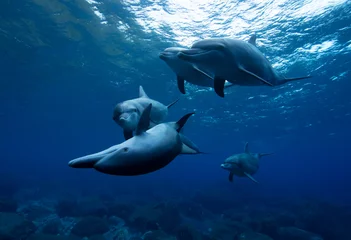 Poster dolphins in the sea © 敏治 荒川