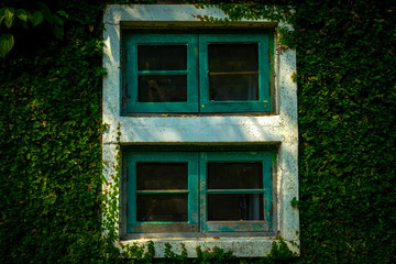 Green leaf texture and background in high resolution