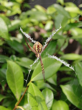 Macro of a Spider in a Sydney Backyard on its web